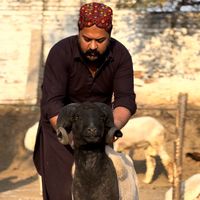 goat.expert.chusman