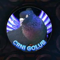 crnigolub1