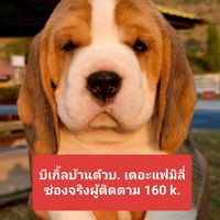 beagletuabothefamily