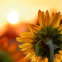 sun.sunflower595
