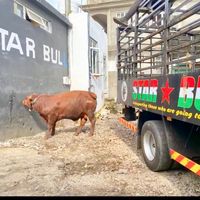 starbullteam_official