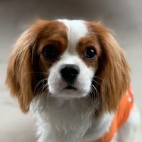 nene_cavalier