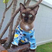 เสียงต้นฉบับ - ภาวนาเทรดเดอร์_เทรดไปภาวนาไป