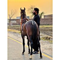 hasnain_sandrana
