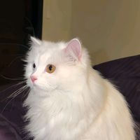 occay_saad