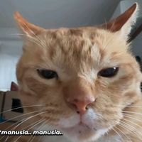 suara asli - gummy store 14