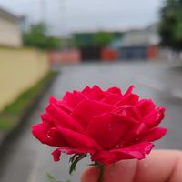 qusar_mucuq