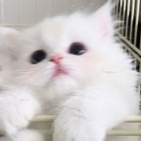 오리지널 사운드 - 체나