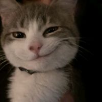 original sound - dom