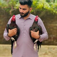 lalasherazasseles