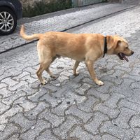 guler343534