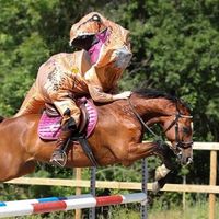 horseevideos