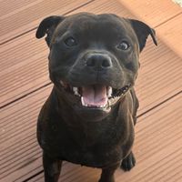 bugzythestaffy