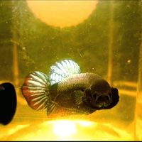 miw_betta
