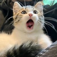 suara asli - un4yumn4