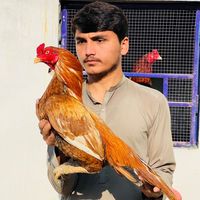 kashifbangash62