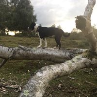 hollie_the_collie
