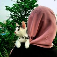 maha_r24