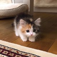 оригинальный звук