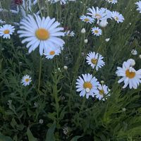 오리지널 사운드 - 진흥공단