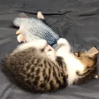 magnetic pluggnb remix