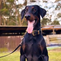 roccothedobe