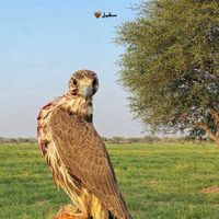 m7alkuwari
