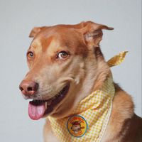 jordanmaddog