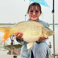 âm thanh gốc - Cẩm Đang.