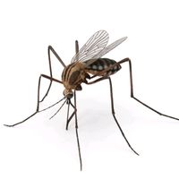 mosquito_lover__