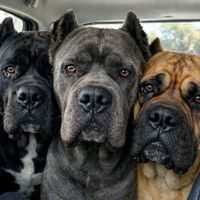 dogdz16