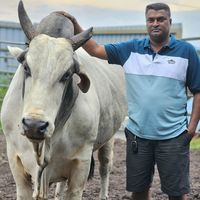 original sound - Krishnan Krishnan