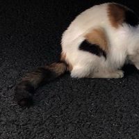 _quxi2