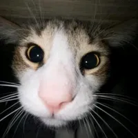 original sound - digitalgame_2025