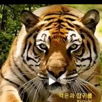 오리지널 사운드 - 호랭이