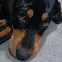 my.doggy.lilly10
