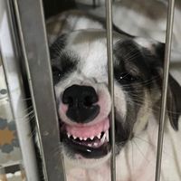 เสียงต้นฉบับ - Torfun_dog12
