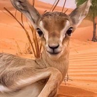 الصوت الأصلي