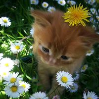 оригинальный звук