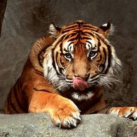 오리지널 사운드 - 낮과밤 양꼬치 & 연변냉면