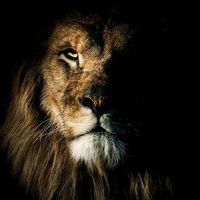 aslan14451