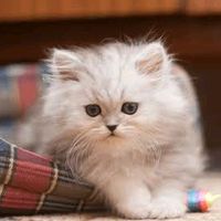 sit_up_cat
