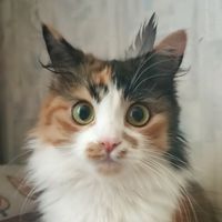 оригинальный звук
