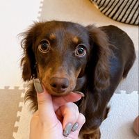 オリジナル楽曲 - ねる