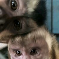 suara asli - zaa