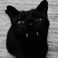 1pawsonme