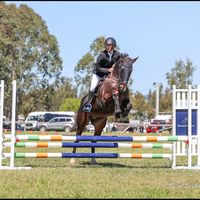 equine_maverick