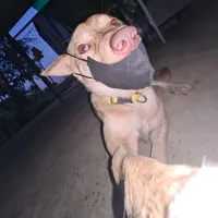 original sound - nhincaimegi_00