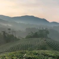 suara asli - mengikuti akun Anda