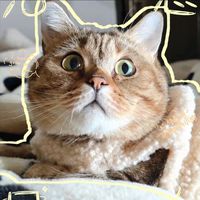 miao.mi6